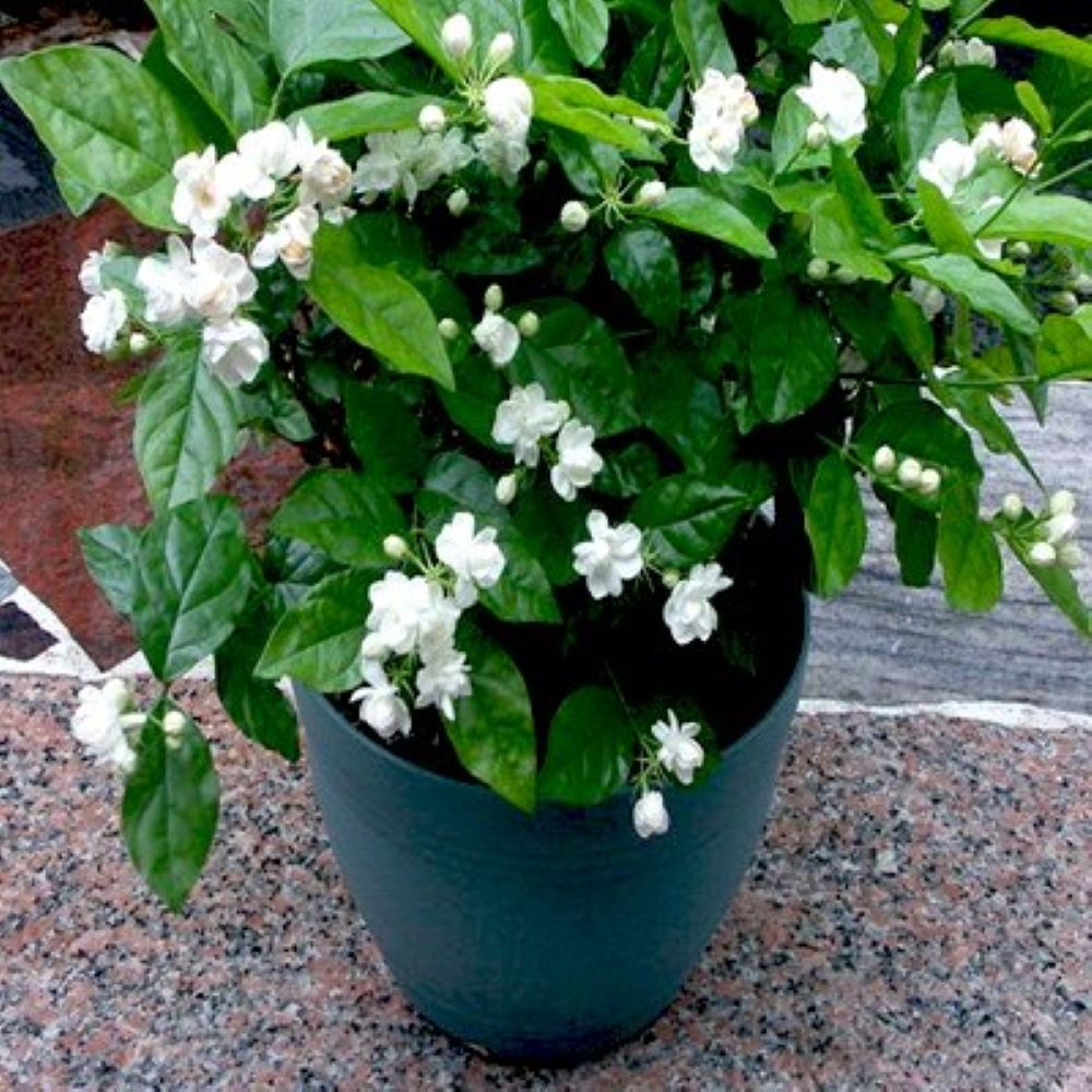 Arabian Jasmine, Mogra Plant - Green Ozean