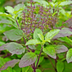 Krishna-Tulsi herbal seed