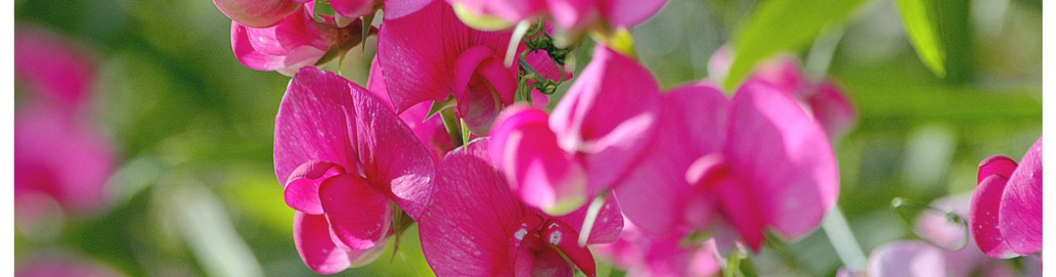pinks flowers green ozean